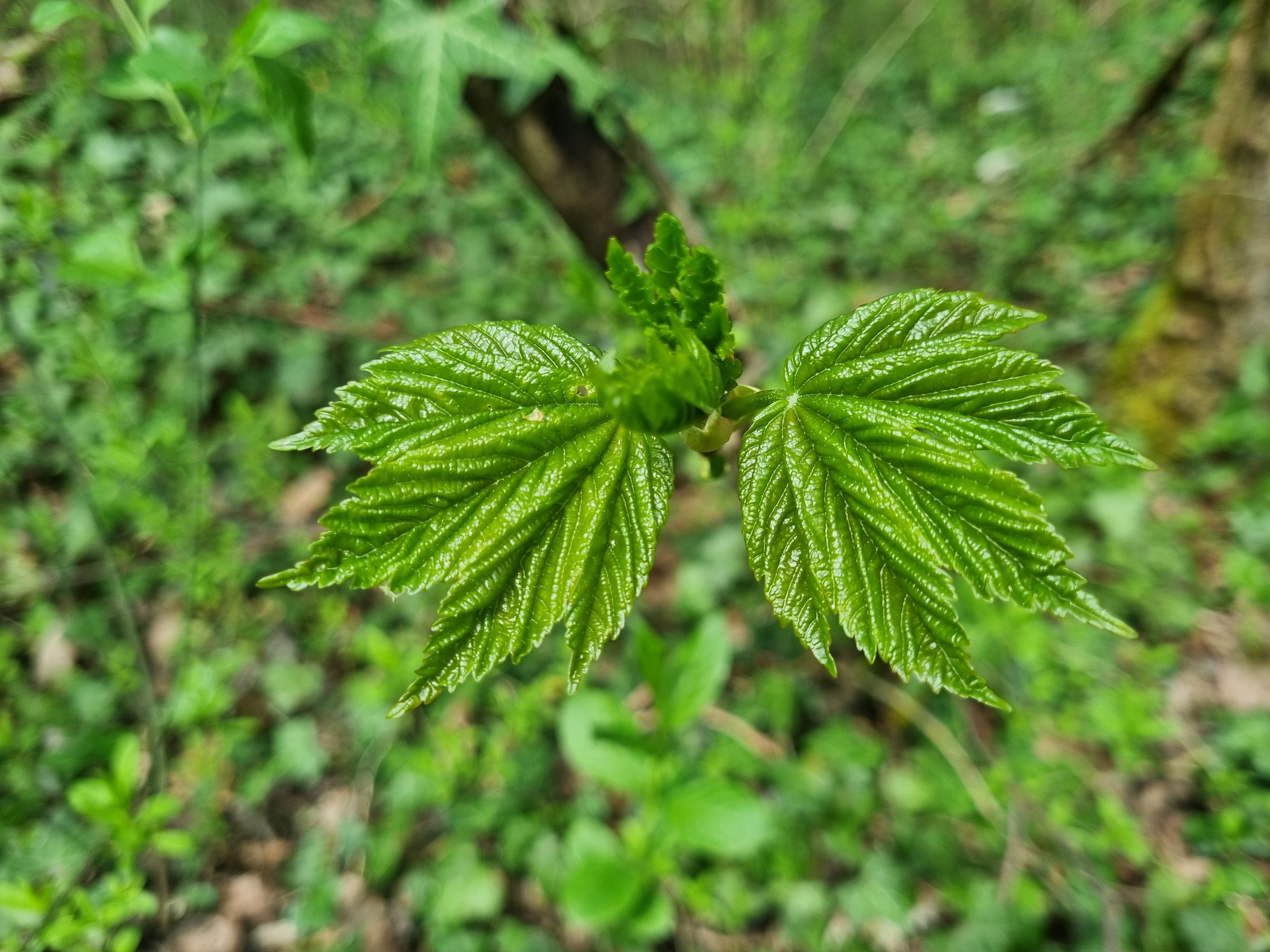 Acer pseudoplatanus