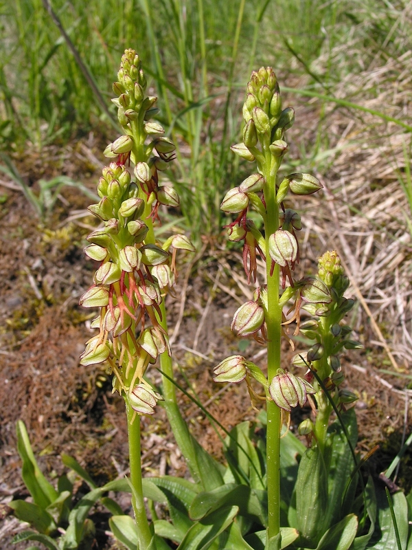 Aceras anthropophorum