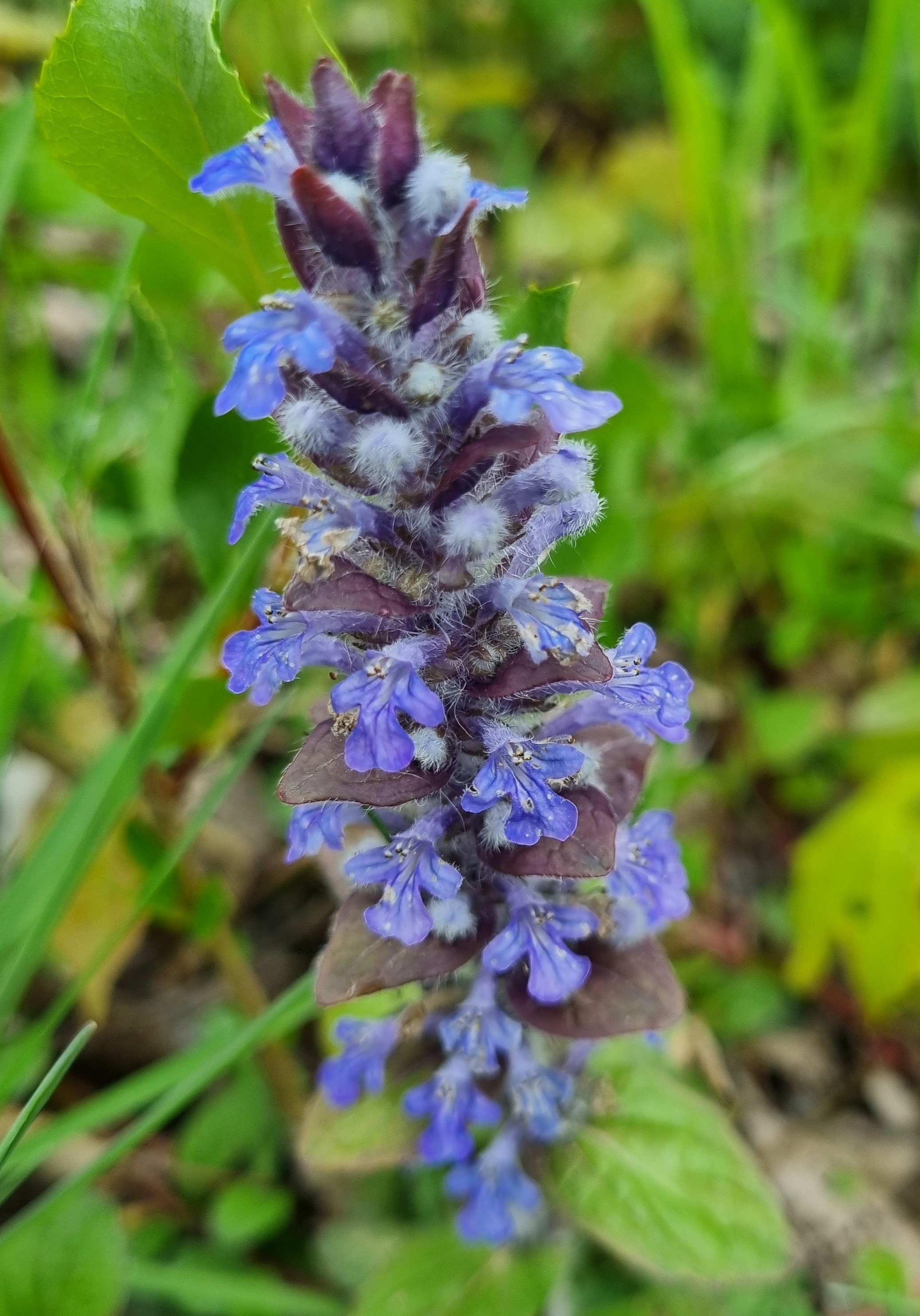 Ajuga reptans