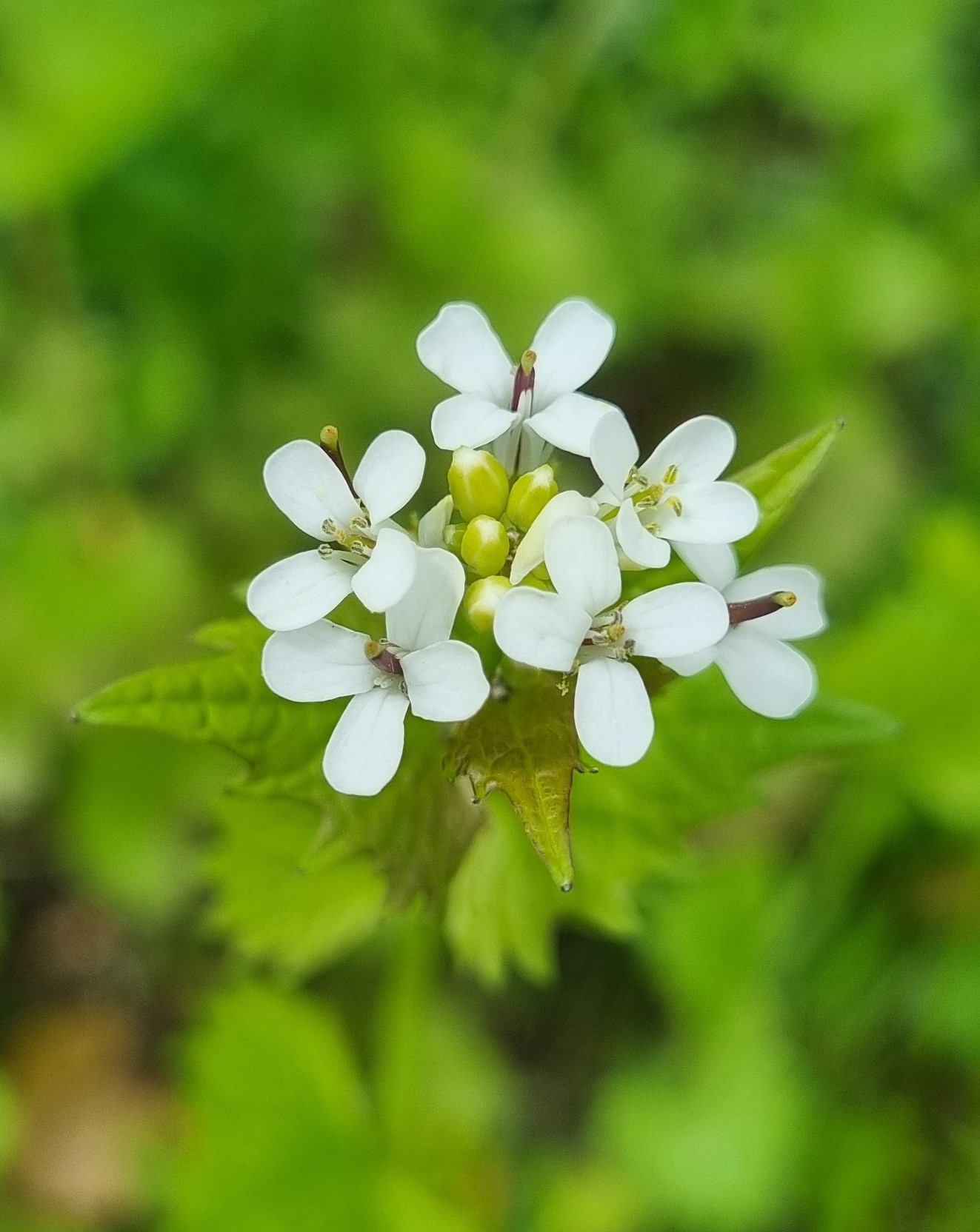 Alliaria petiolata