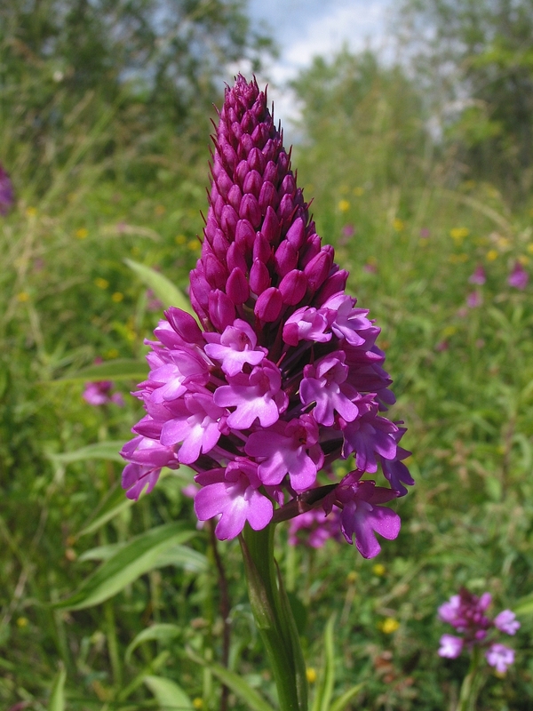 Anacamptis pyramidalis