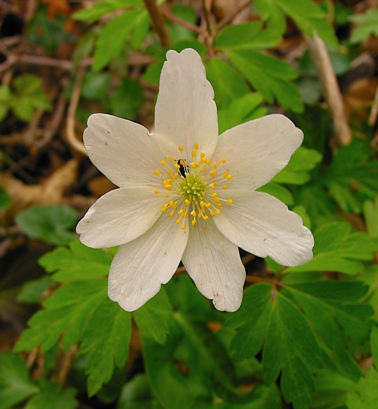 Anemone nemorosa