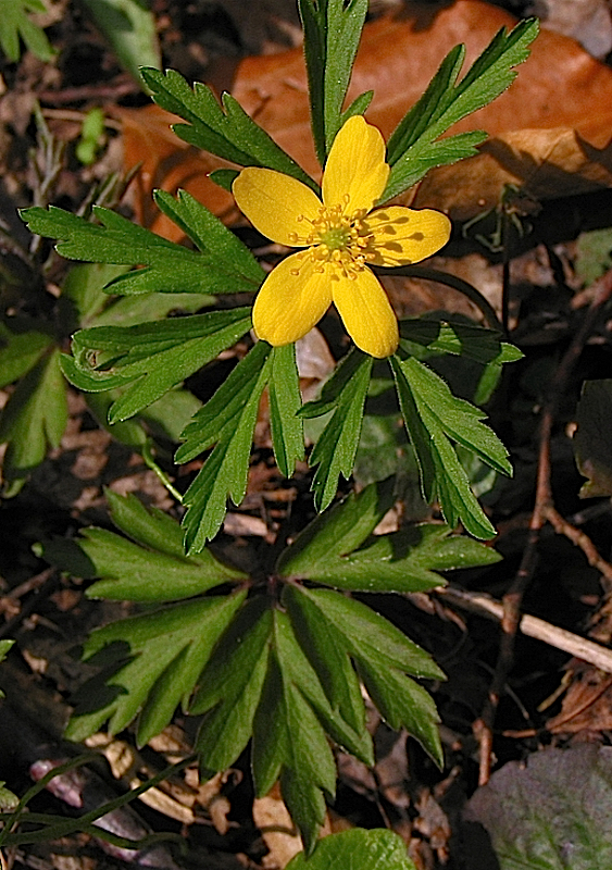 Anemone ranunculoides