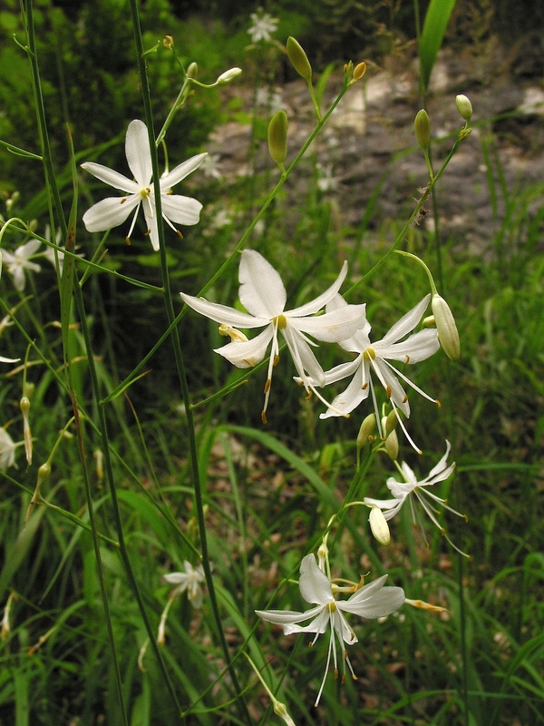 Anthericum ramosum