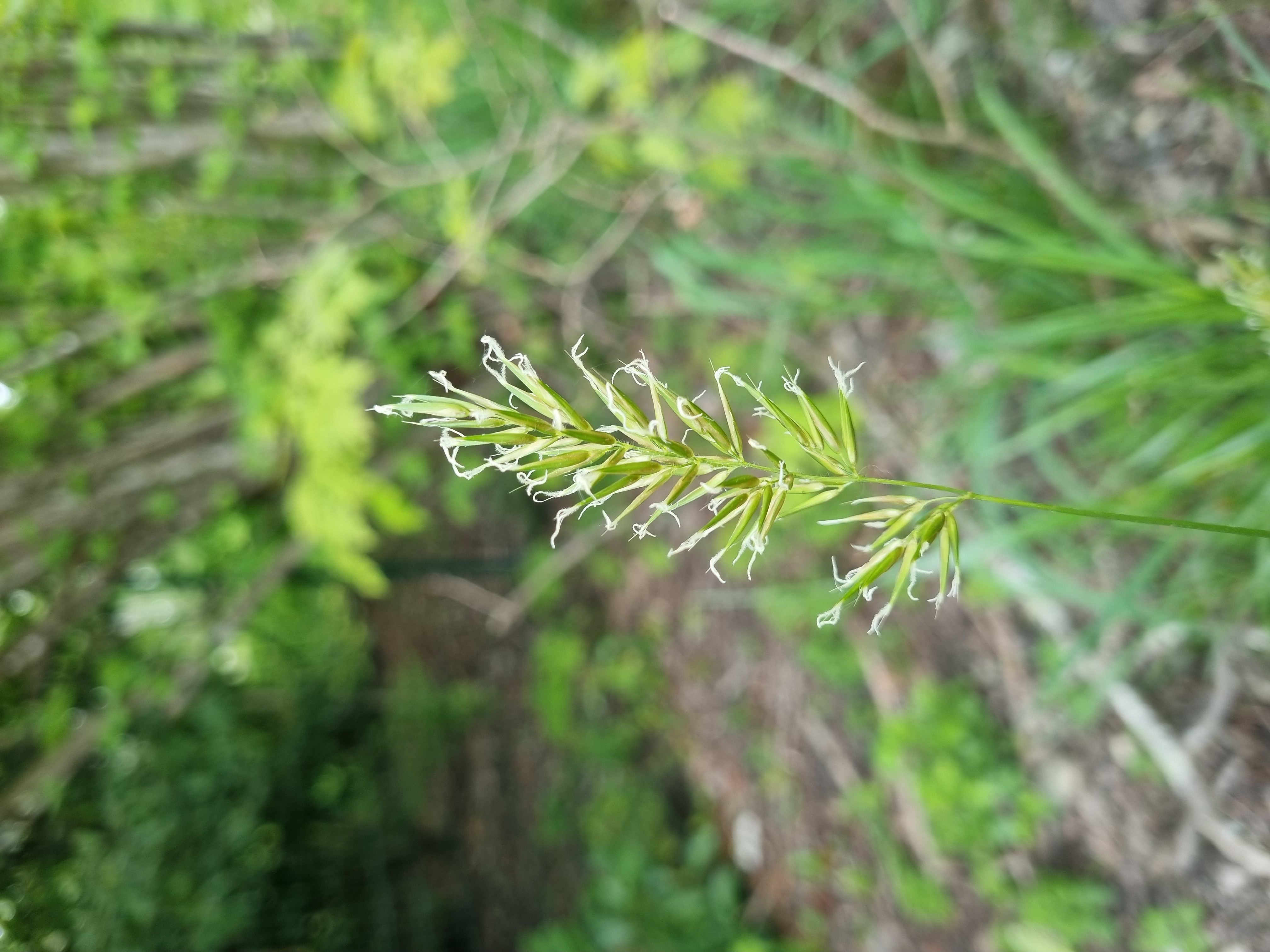Anthoxanthum odoratum