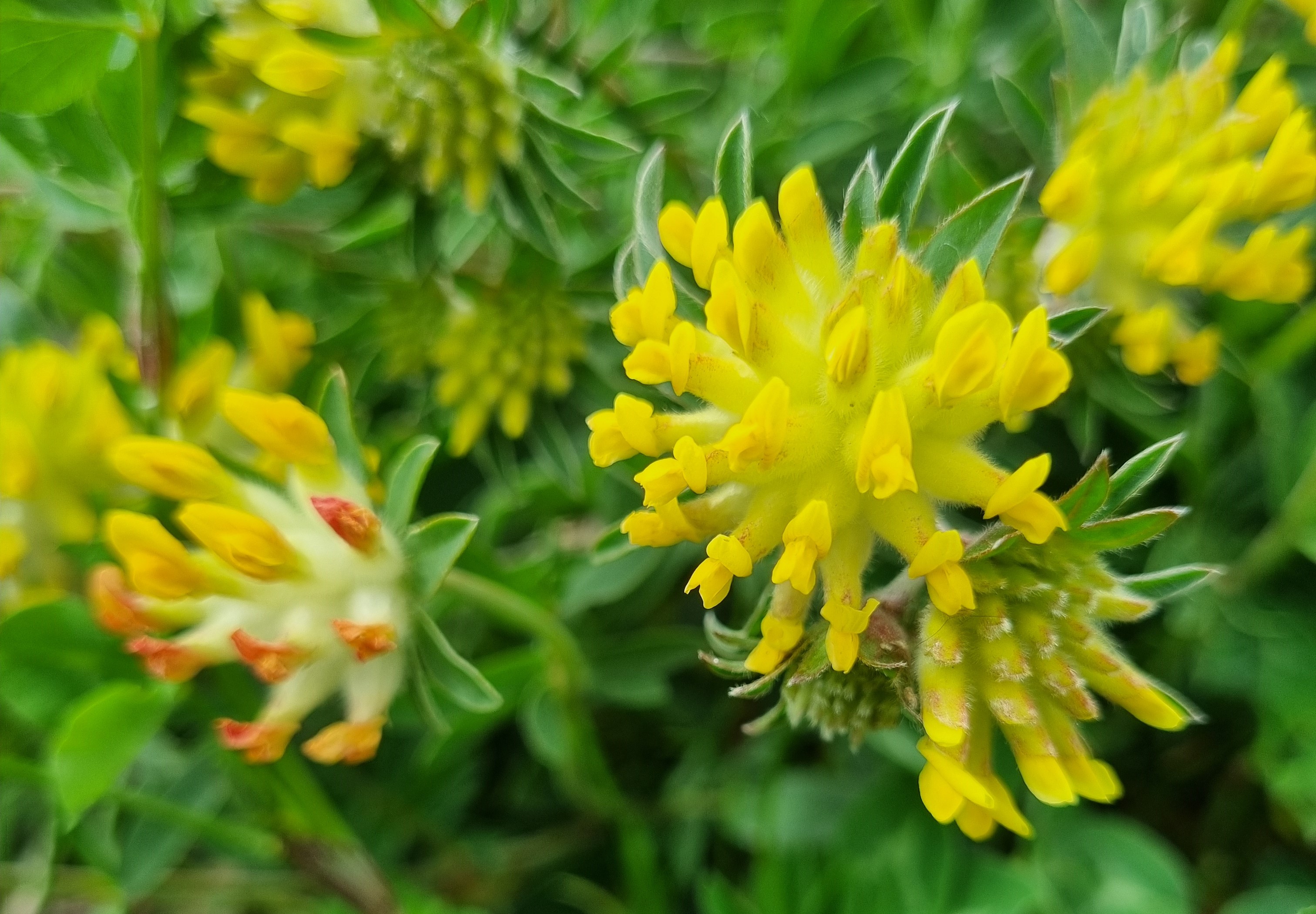 Anthyllis vulneraria