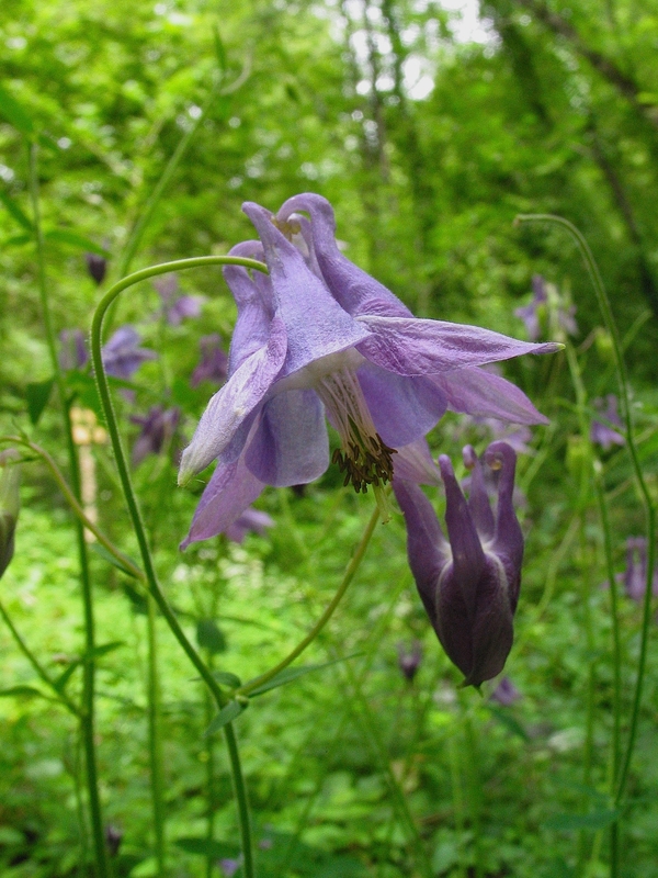 Aquilegia vulgaris
