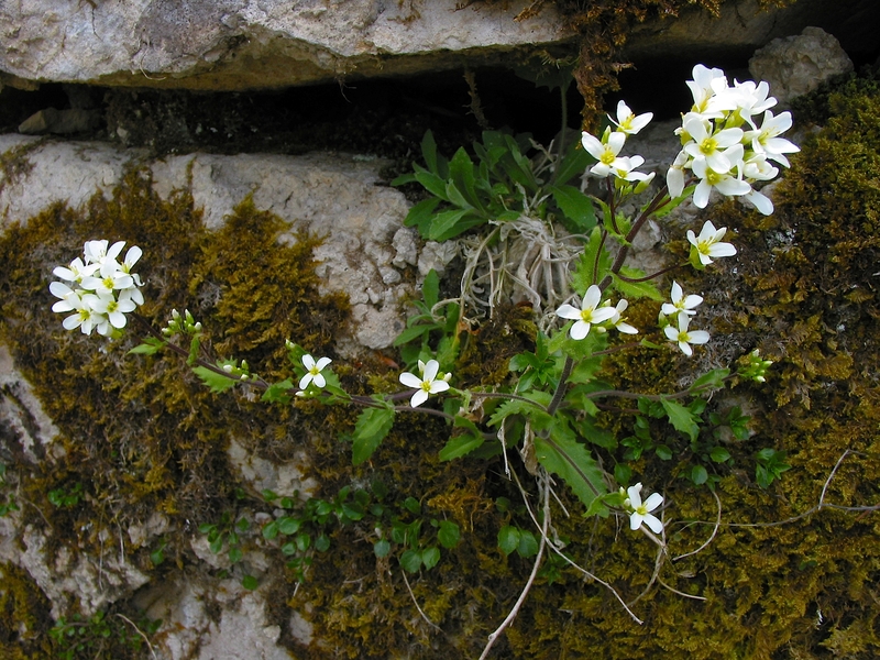 Arabis alpina