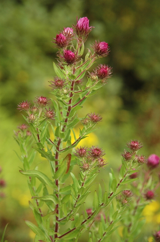 Aster novae angliae