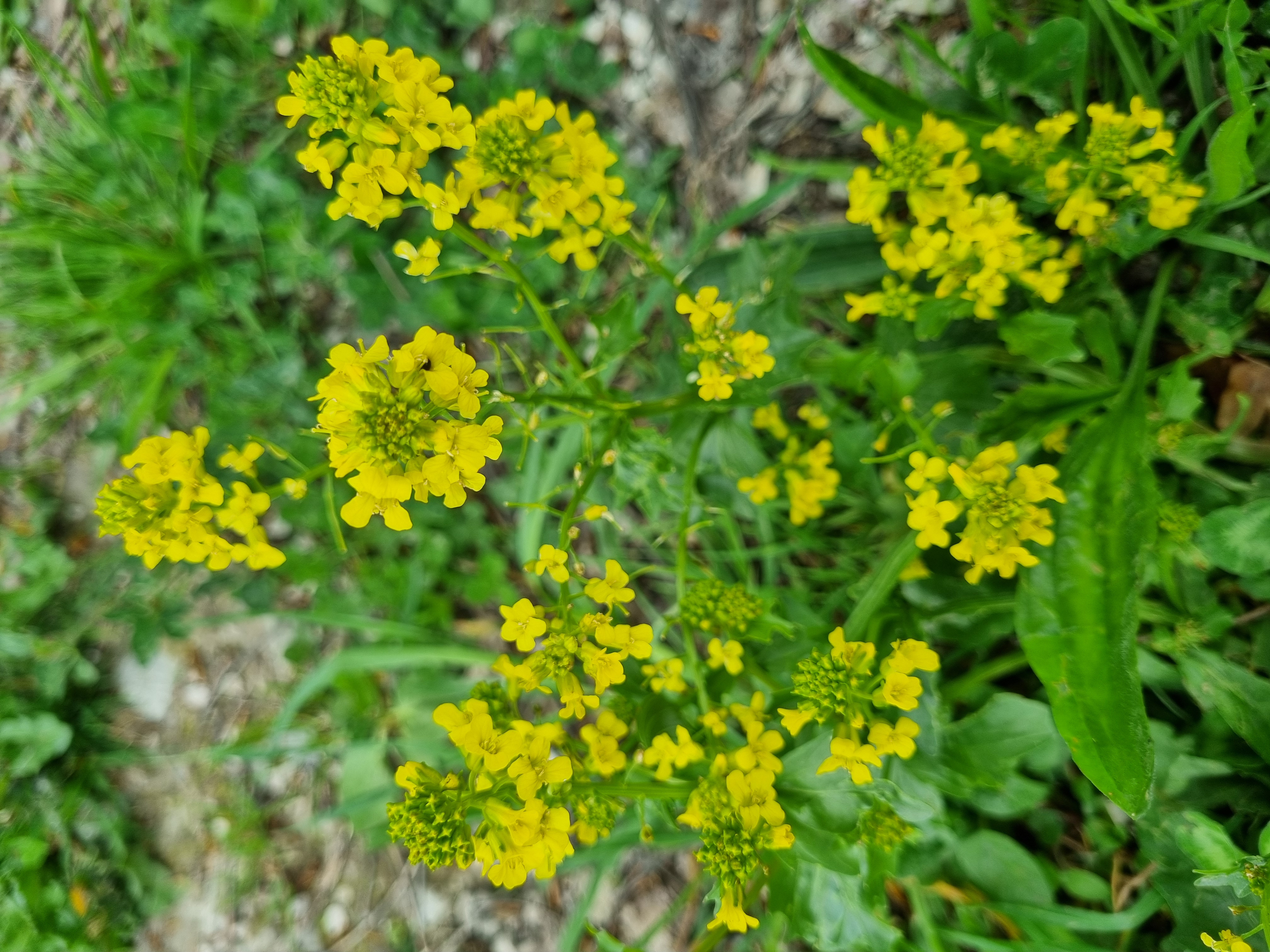 Barbarea vulgaris