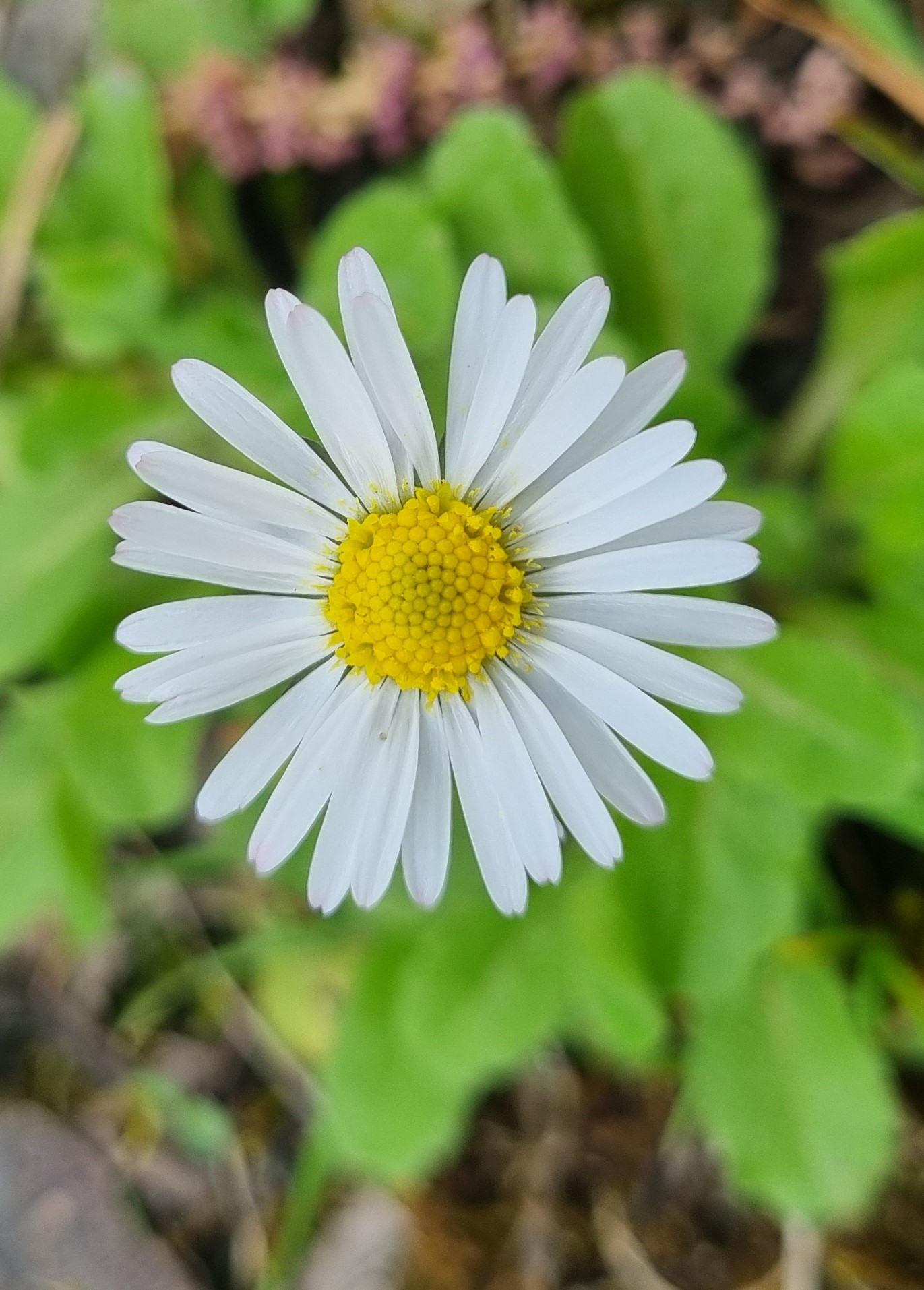 Bellis perennis