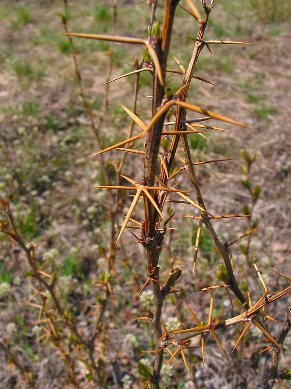 Berberis vulgaris