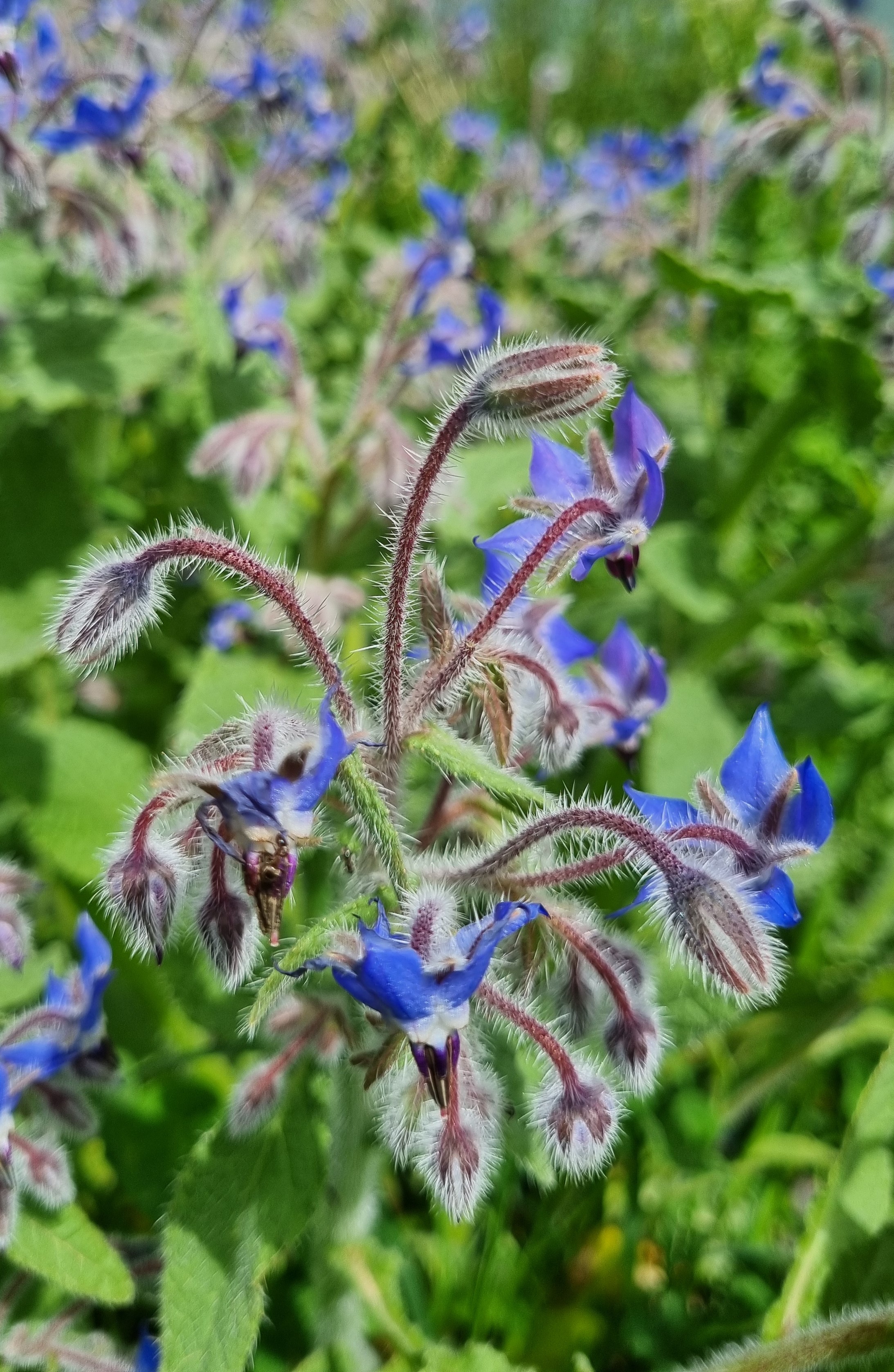 Borago officinalis