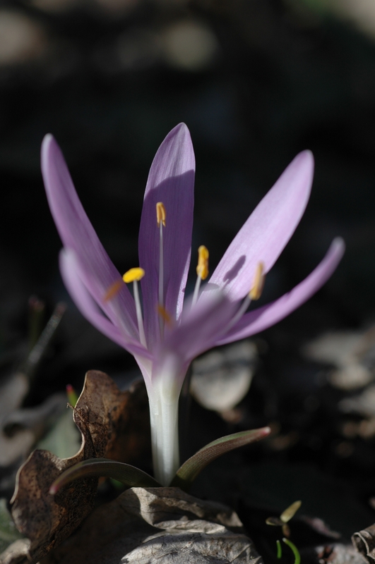 Bulbocodium vernum