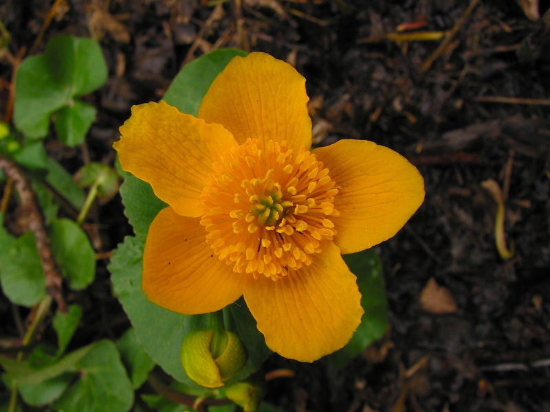 Caltha palustris
