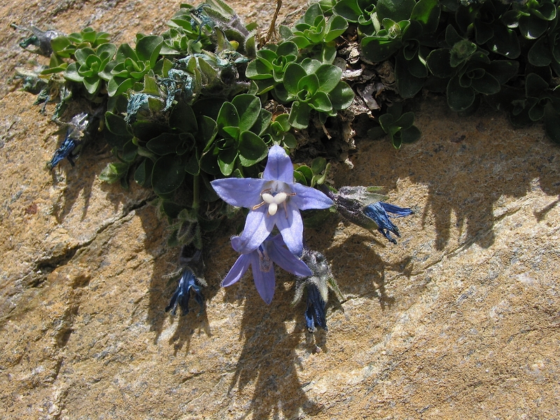 Campanula cenisia