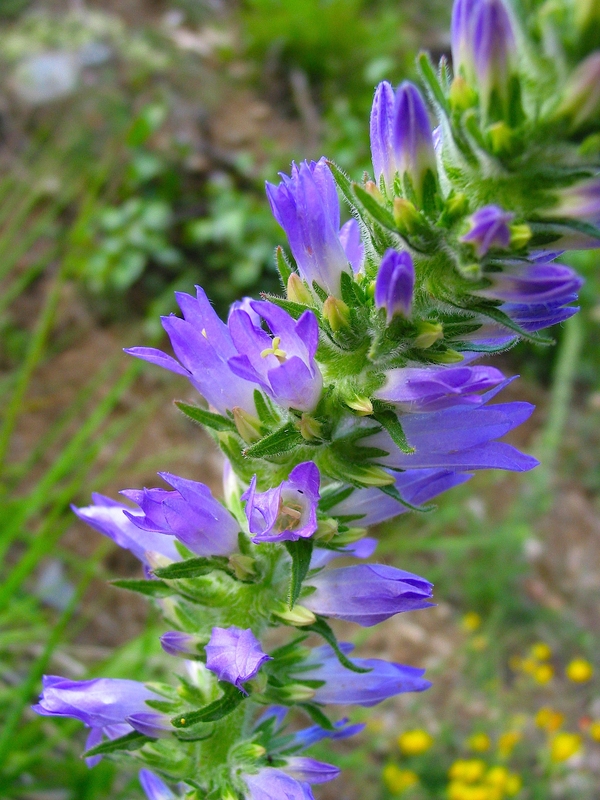 Campanula spicata