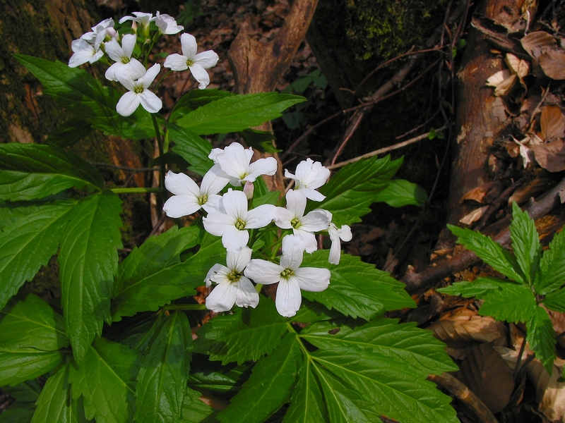 Cardamine pentaphyllos