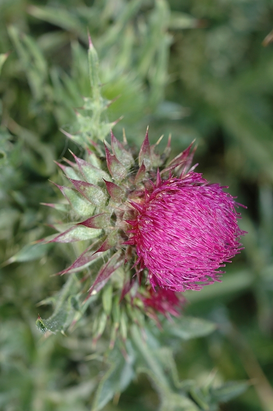Carduus nutans