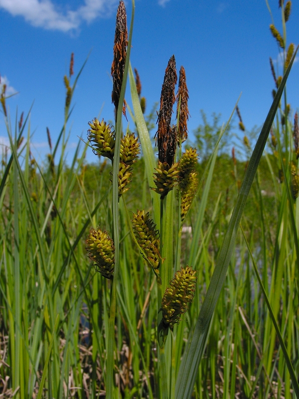 Carex acutiformis