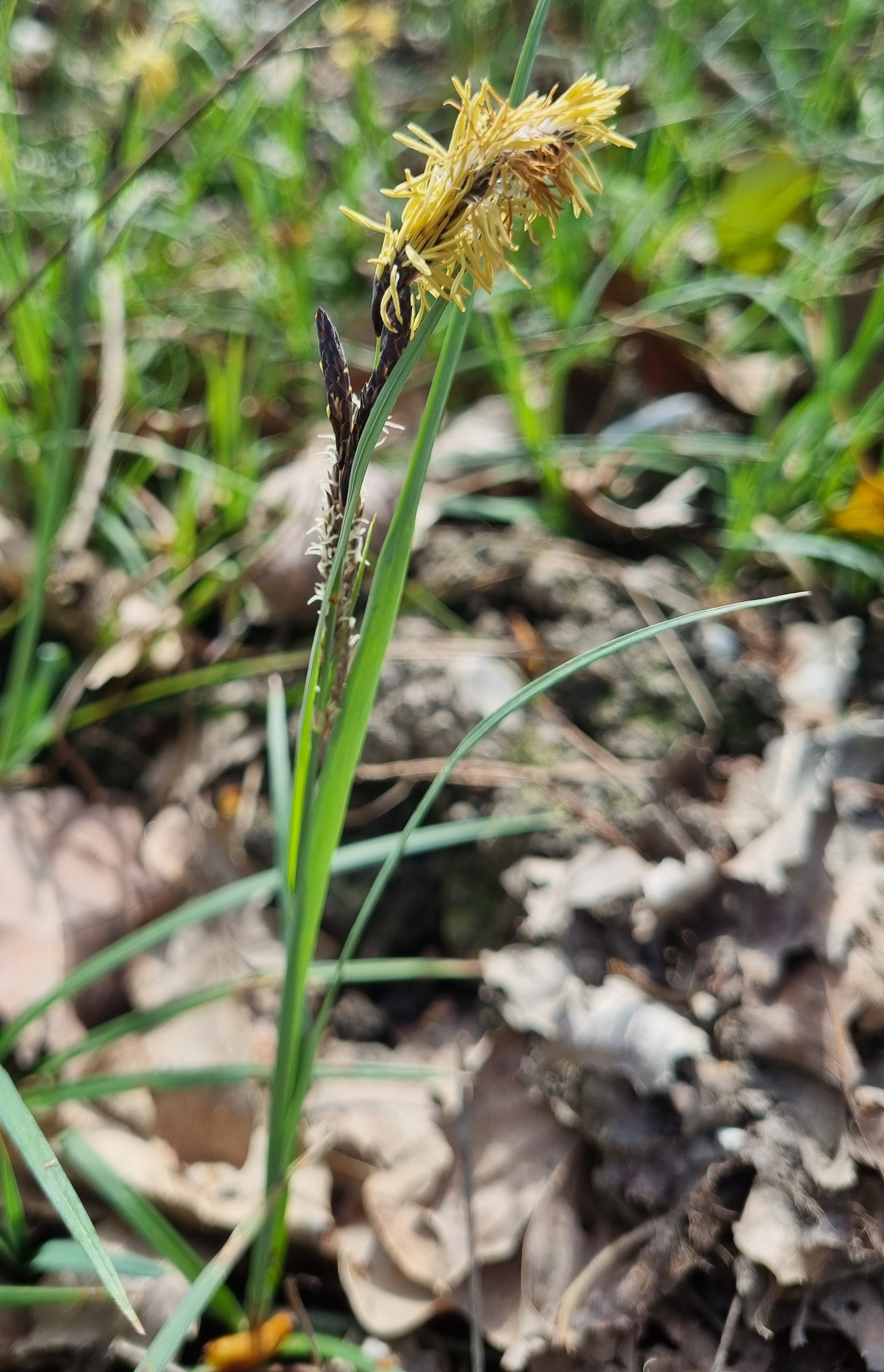 Carex flacca