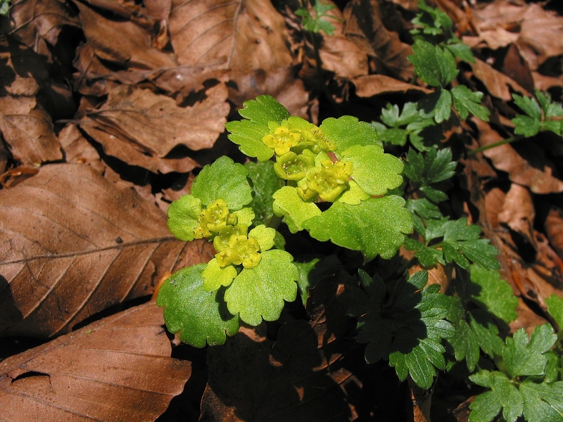 Chrysosplenium alternifolium
