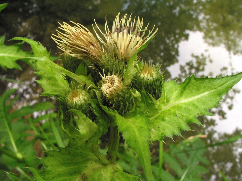 Cirsium oleraceum