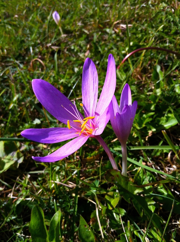 Colchicum autumnale