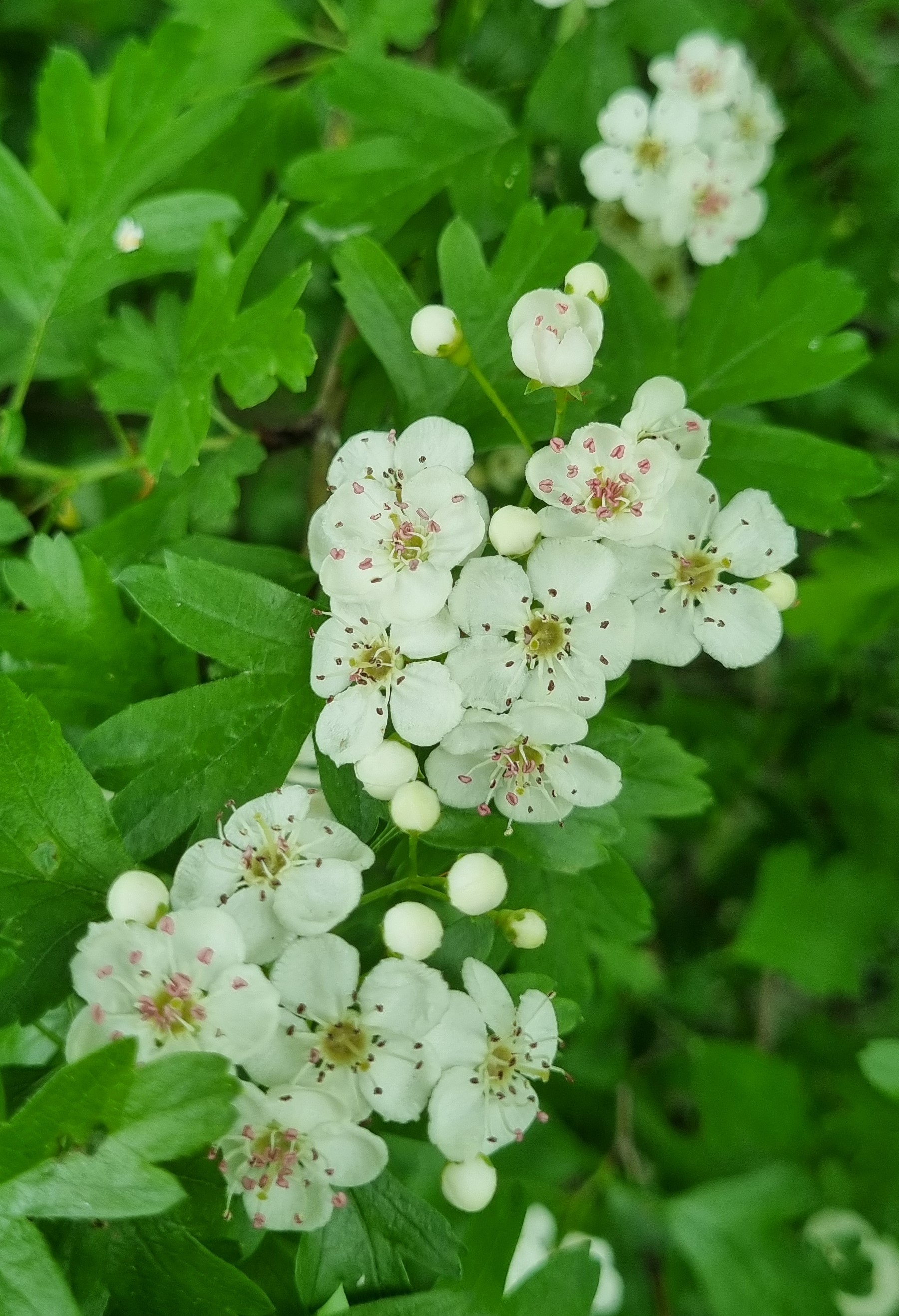 Crataegus monogyna