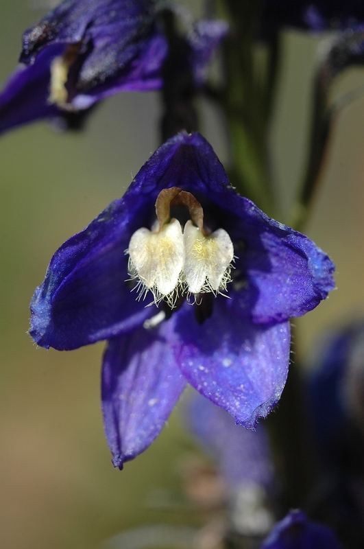 Delphinium elatum