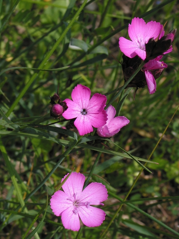 Dianthus carthusianorum