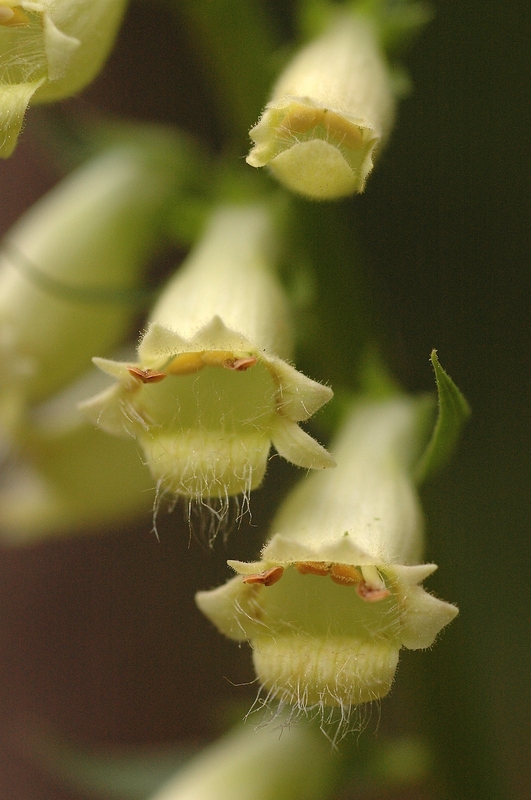 Digitalis lutea