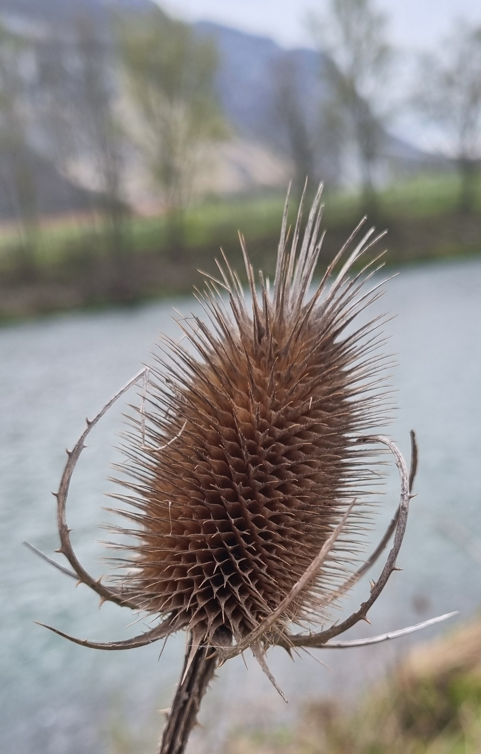 Dipsacus fullonum