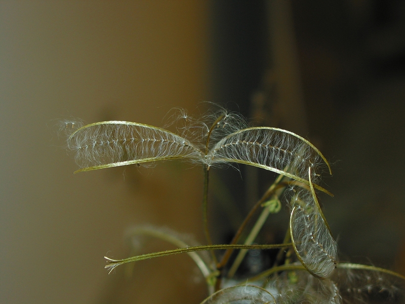 Epilobium sp.