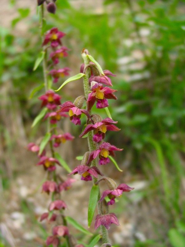 Epipactis atrorubens