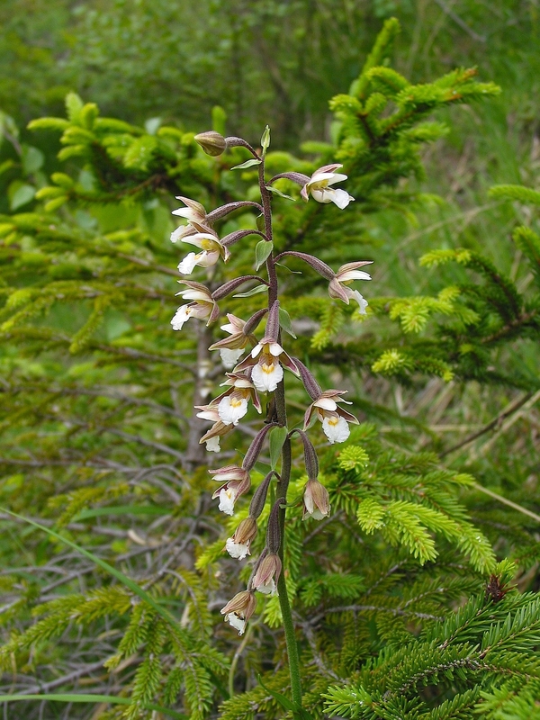 Epipactis palustris