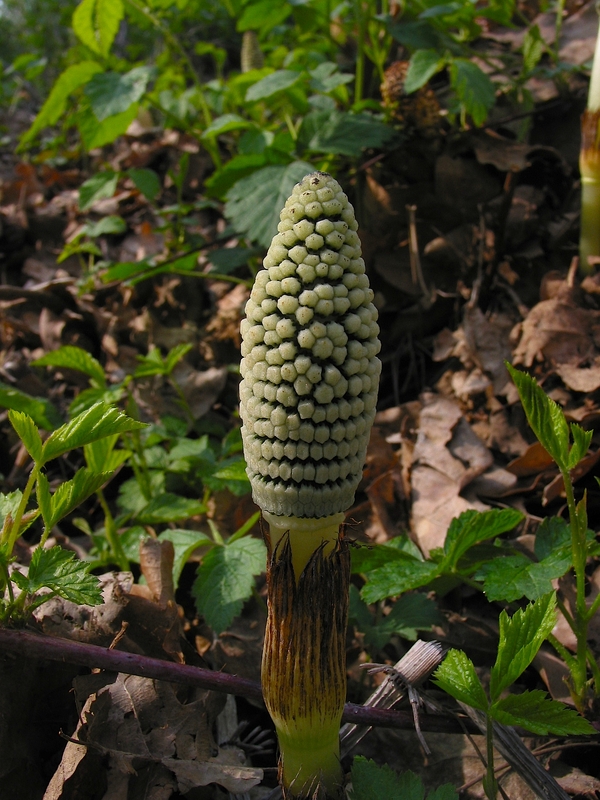 Equisetum telmateia