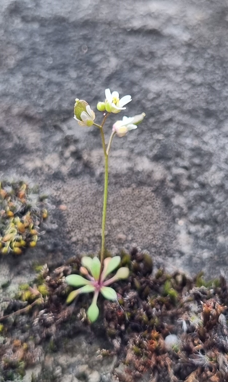 Erophila verna