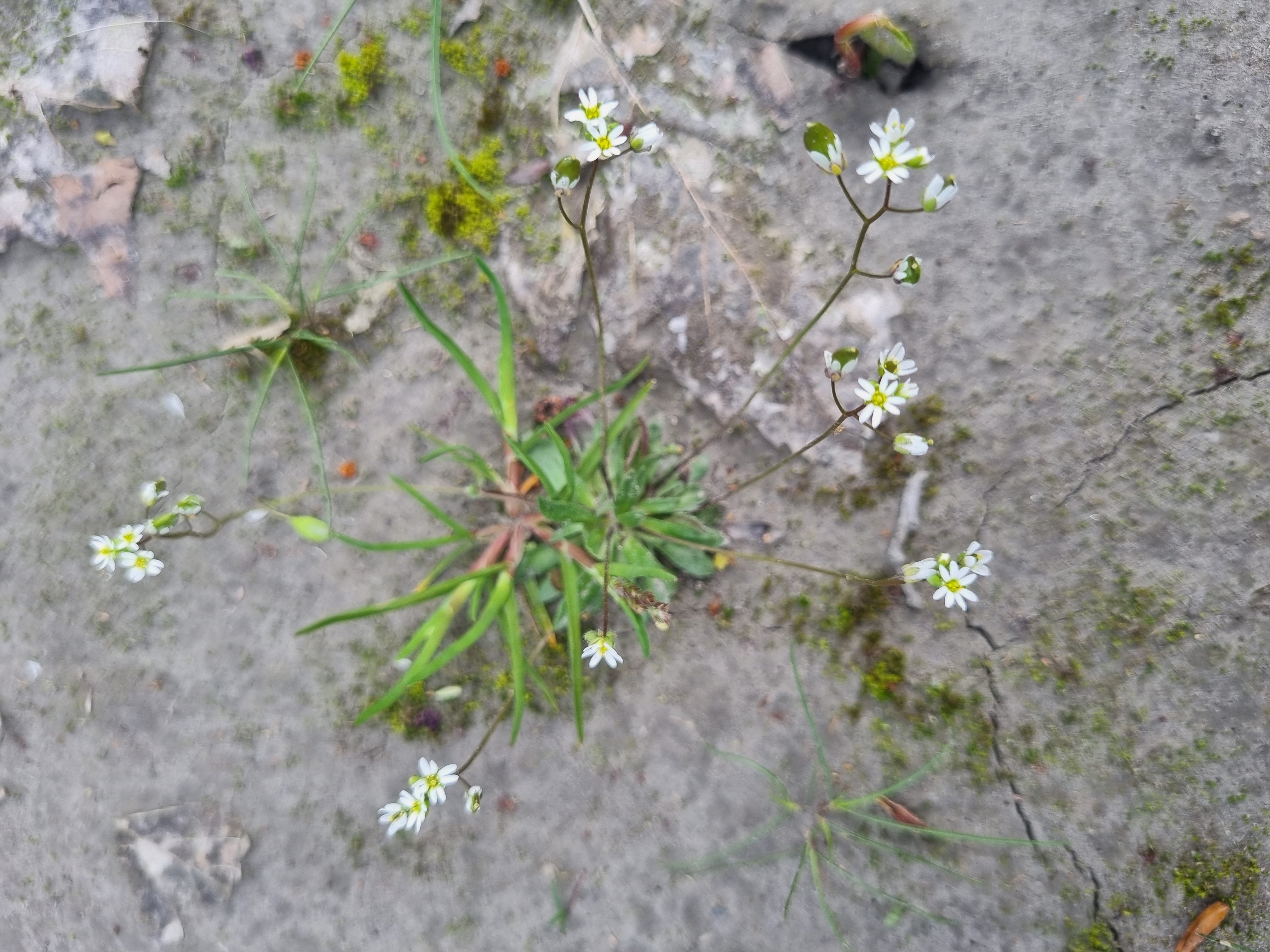 Erophila verna