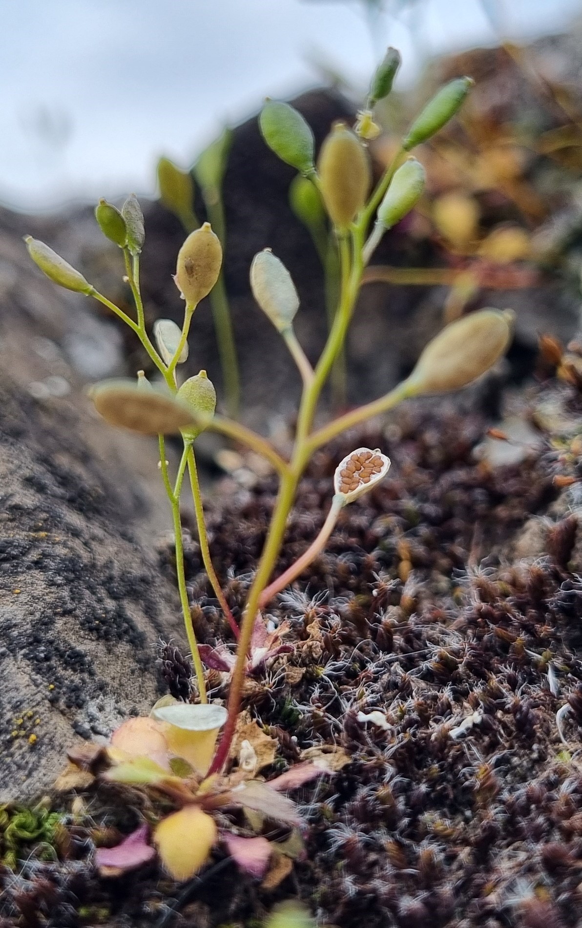 Erophila verna