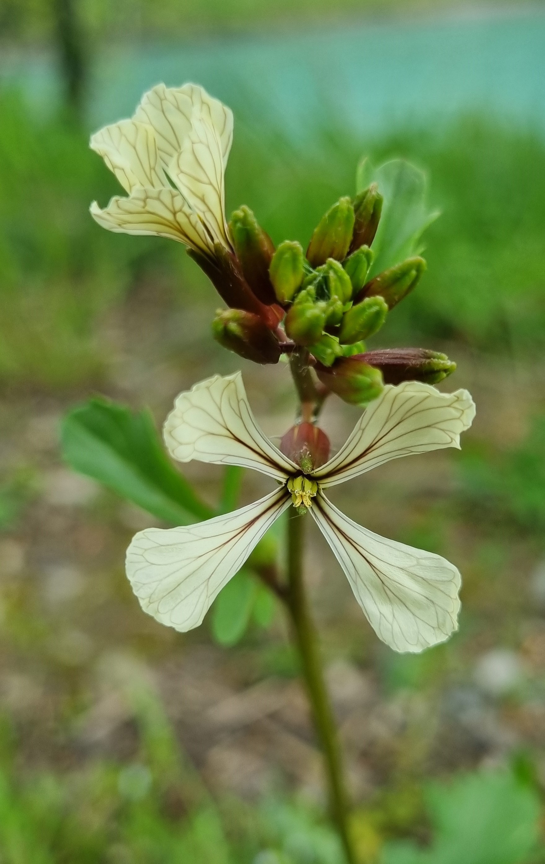 Eruca sativa