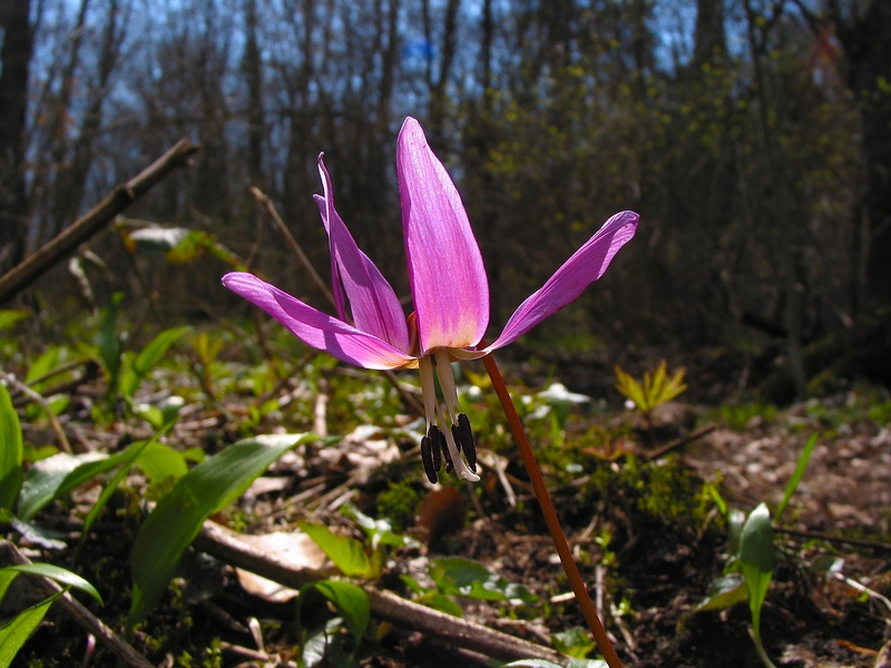 Erythronium dens-canis