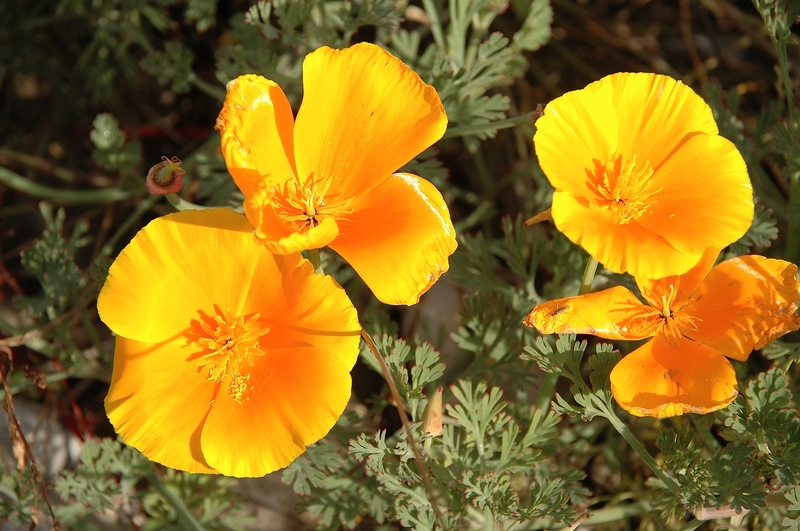 escholtzia californica