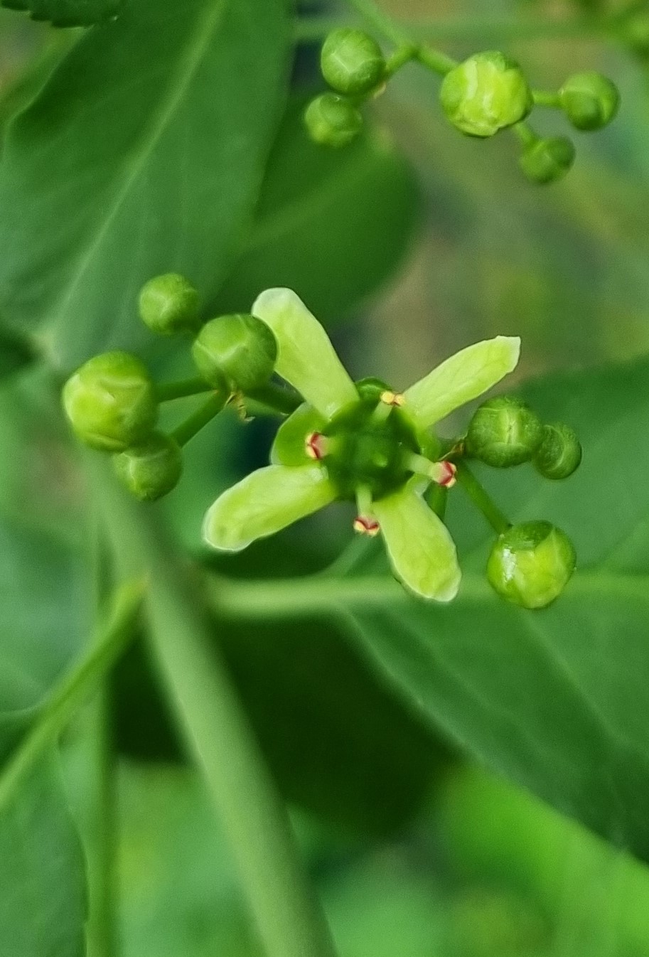 Euonymus europaeus