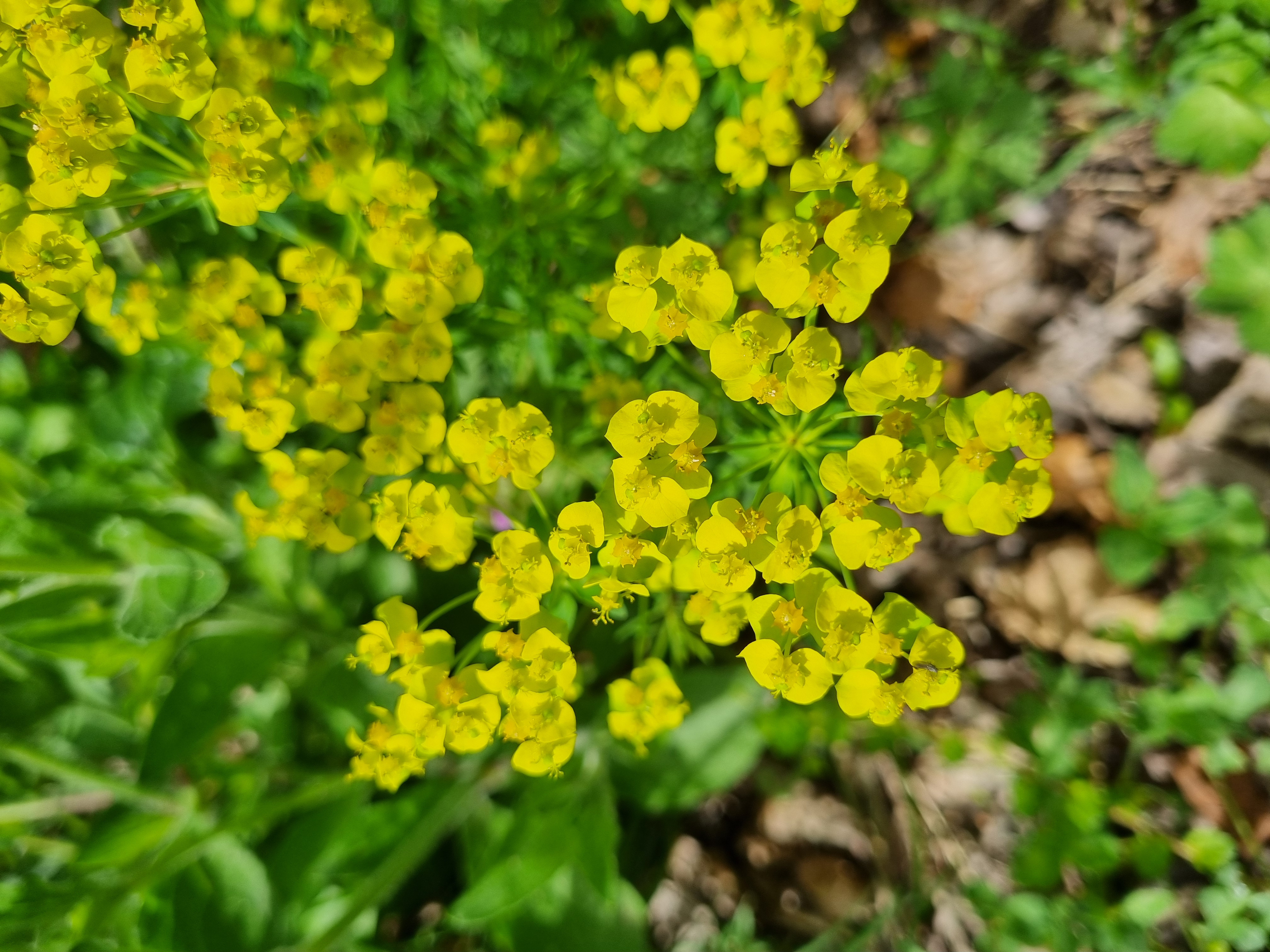Euphorbia cyparissias