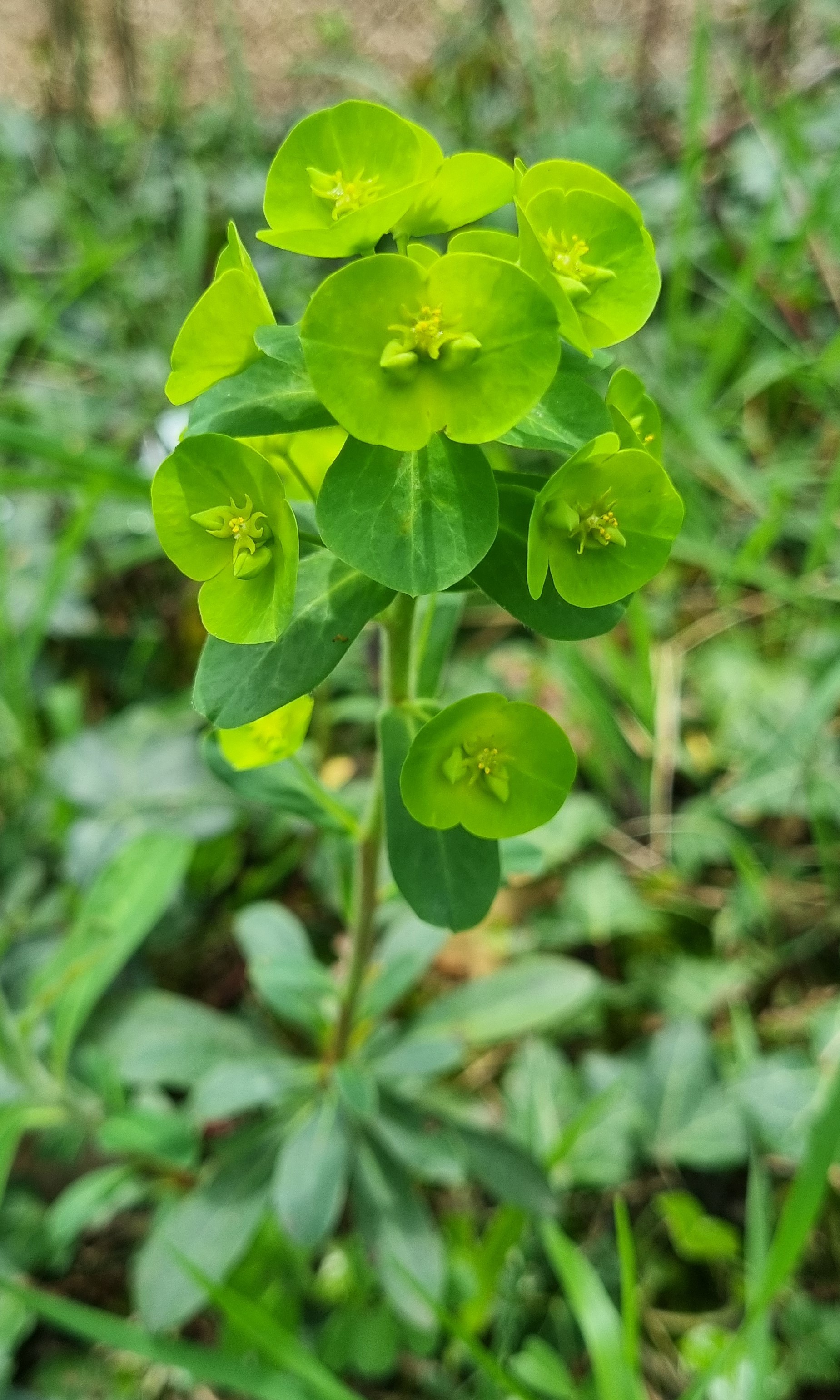 Euphorbia dulcis