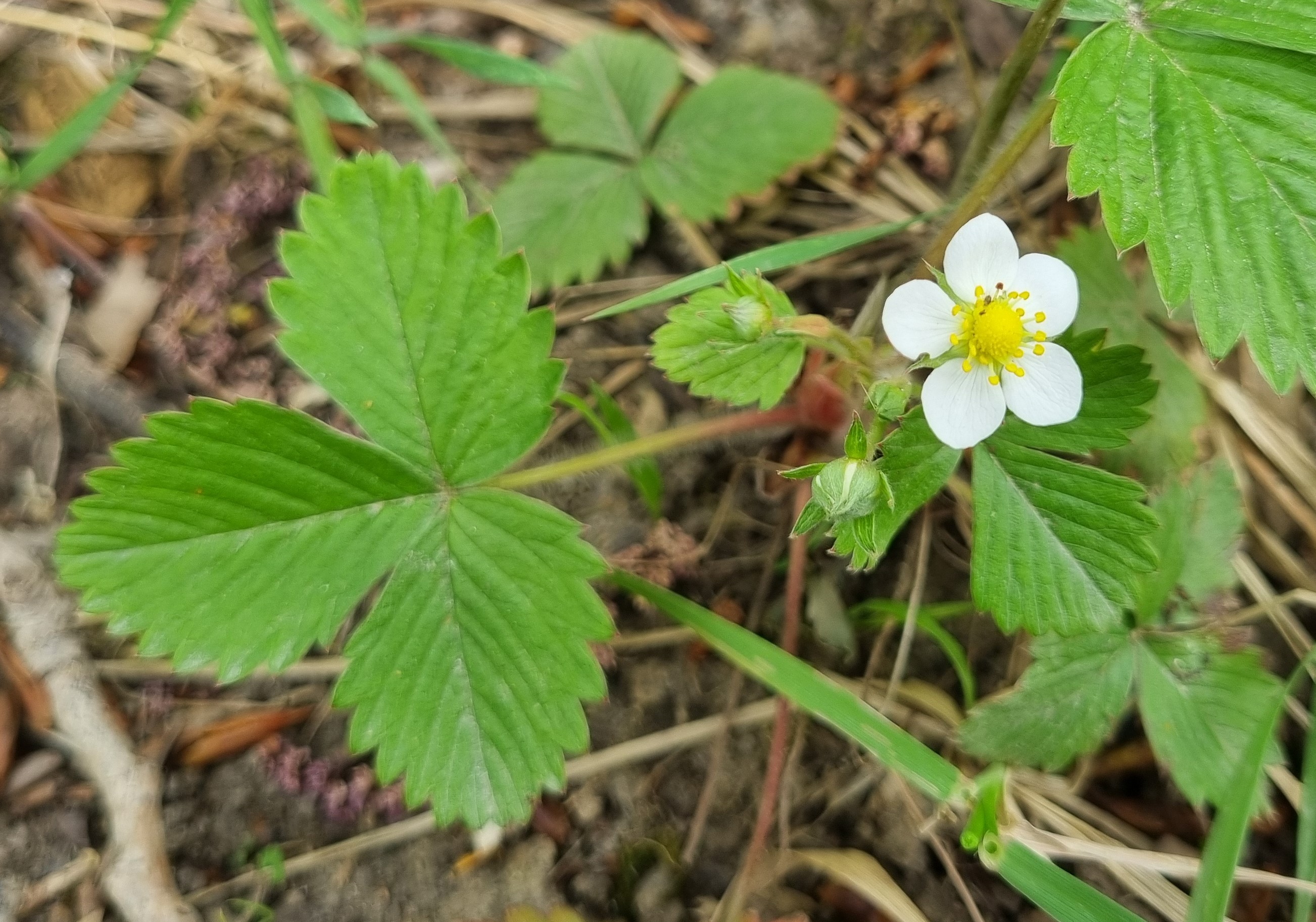 Fragaria vesca