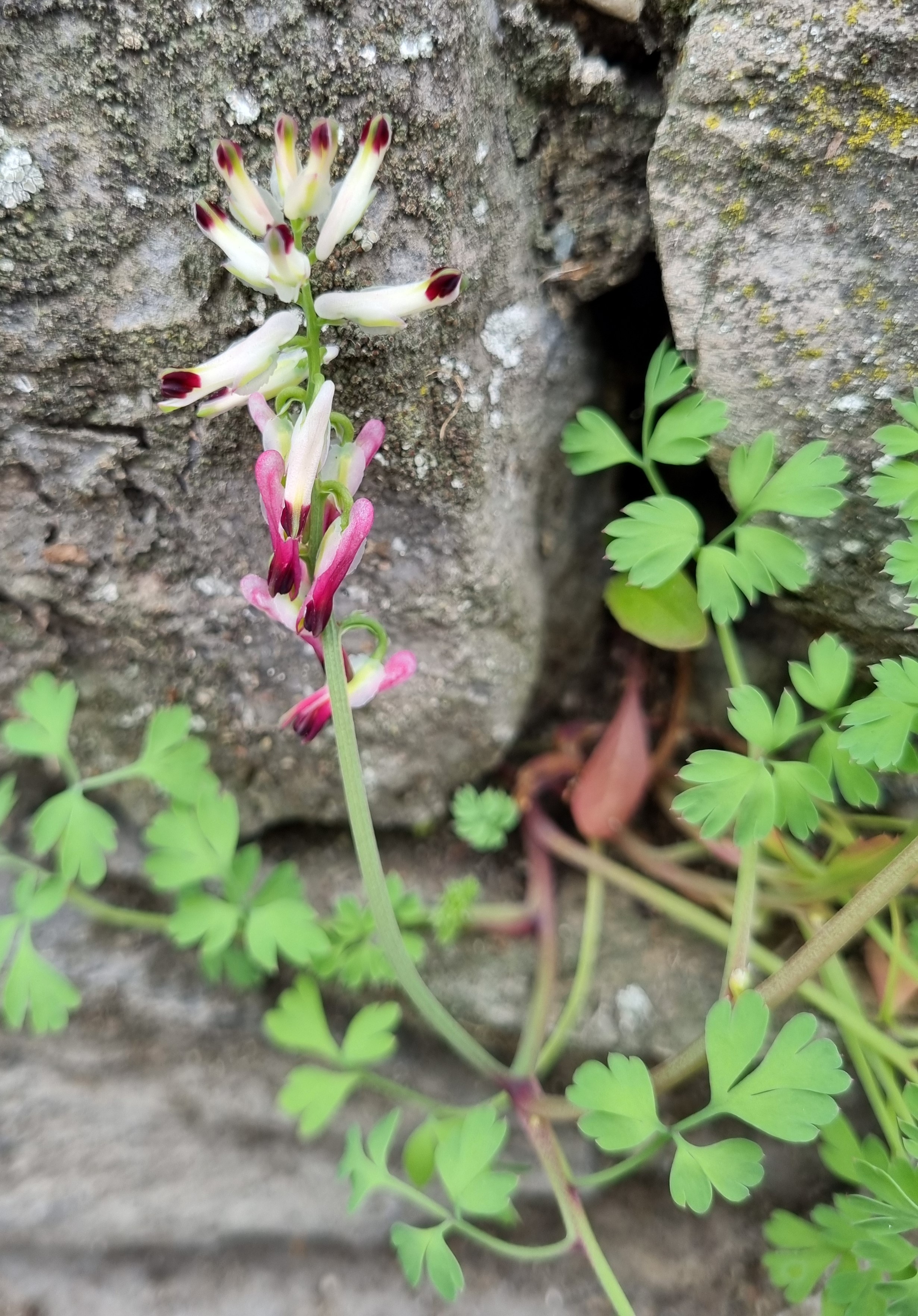 Fumaria capreolata