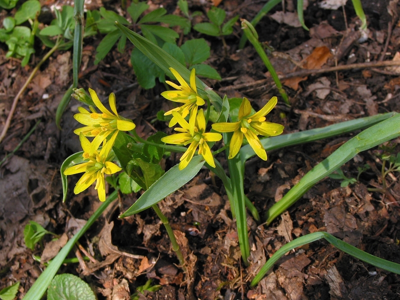 Gagea lutea