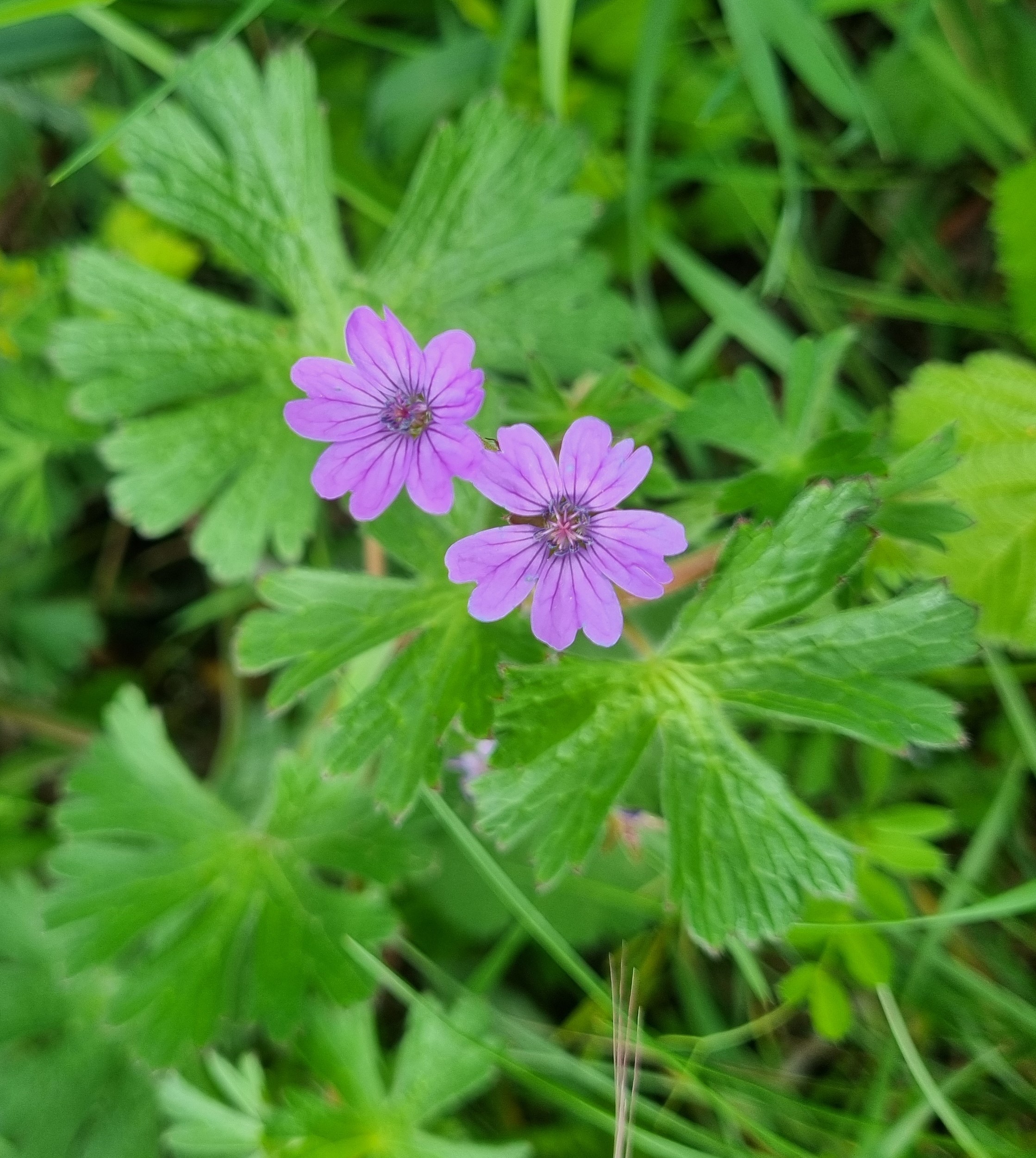 Geranium pyrenaicum